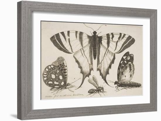 Three Butterflies and a Wasp-Wenceslaus Hollar-Framed Giclee Print