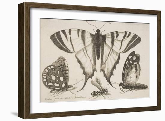 Three Butterflies and a Wasp-Wenceslaus Hollar-Framed Giclee Print