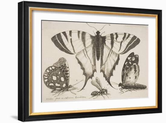 Three Butterflies and a Wasp-Wenceslaus Hollar-Framed Giclee Print