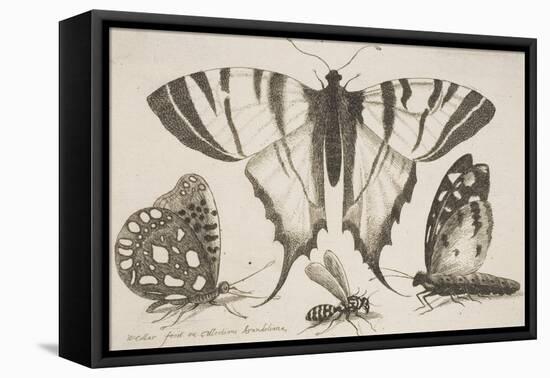 Three Butterflies and a Wasp-Wenceslaus Hollar-Framed Premier Image Canvas