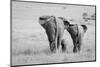 Three Butts!-Ali Khataw-Mounted Photographic Print