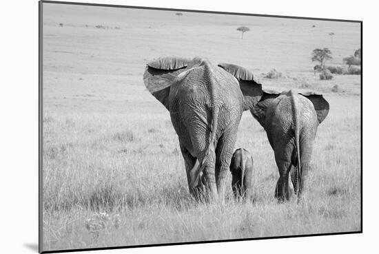 Three Butts!-Ali Khataw-Mounted Photographic Print