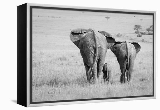 Three Butts!-Ali Khataw-Framed Premier Image Canvas