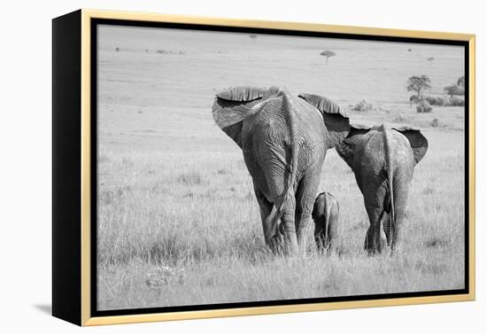 Three Butts!-Ali Khataw-Framed Premier Image Canvas