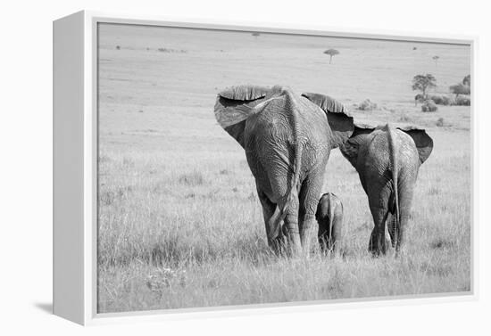 Three Butts!-Ali Khataw-Framed Premier Image Canvas