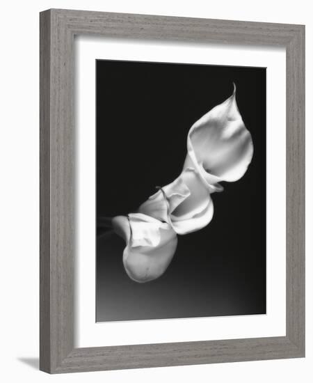 Three Calla Lilies-George Oze-Framed Photographic Print