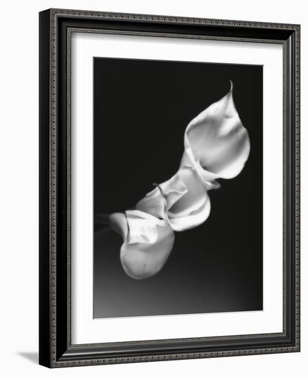 Three Calla Lilies-George Oze-Framed Photographic Print