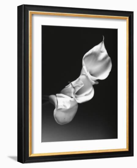 Three Calla Lilies-George Oze-Framed Photographic Print