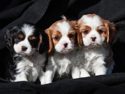 Cavalier puppies sale