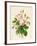 Three Centifolia Roses with Buds-Caroline Adrien-Framed Giclee Print