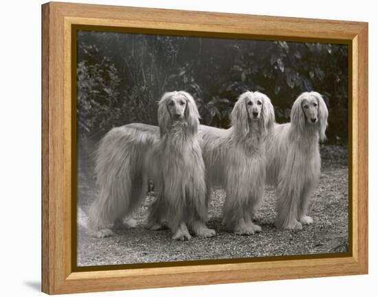 Three Champion Afghans Standing Together-Thomas Fall-Framed Premier Image Canvas