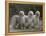 Three Champion Afghans Standing Together-Thomas Fall-Framed Premier Image Canvas