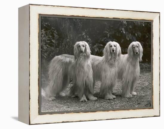 Three Champion Afghans Standing Together-Thomas Fall-Framed Premier Image Canvas