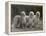 Three Champion Afghans Standing Together-Thomas Fall-Framed Premier Image Canvas