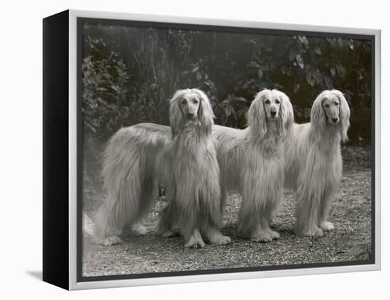 Three Champion Afghans Standing Together-Thomas Fall-Framed Premier Image Canvas