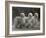 Three Champion Afghans Standing Together-Thomas Fall-Framed Photographic Print