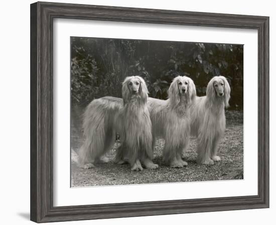 Three Champion Afghans Standing Together-Thomas Fall-Framed Photographic Print