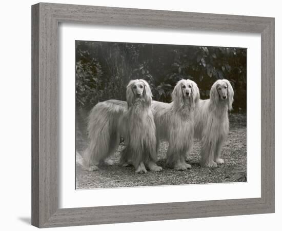 Three Champion Afghans Standing Together-Thomas Fall-Framed Photographic Print