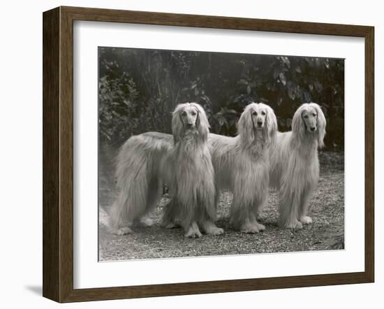 Three Champion Afghans Standing Together-Thomas Fall-Framed Photographic Print