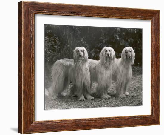 Three Champion Afghans Standing Together-Thomas Fall-Framed Photographic Print