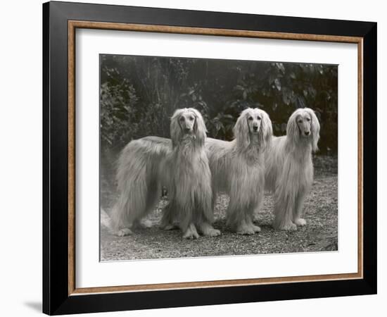 Three Champion Afghans Standing Together-Thomas Fall-Framed Photographic Print