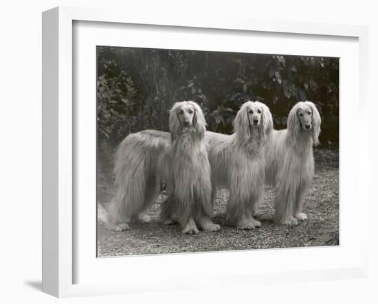 Three Champion Afghans Standing Together-Thomas Fall-Framed Photographic Print