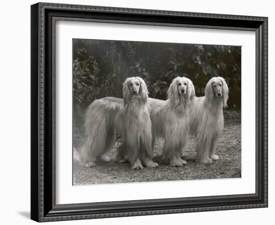 Three Champion Afghans Standing Together-Thomas Fall-Framed Photographic Print
