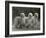 Three Champion Afghans Standing Together-Thomas Fall-Framed Photographic Print