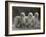 Three Champion Afghans Standing Together-Thomas Fall-Framed Photographic Print