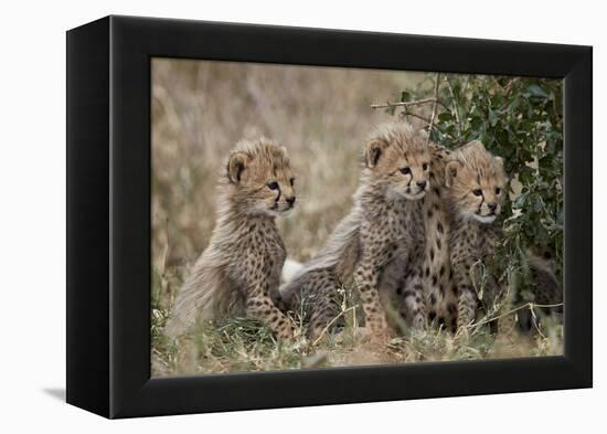 Three Cheetah (Acinonyx Jubatus) Cubs About a Month Old-James Hager-Framed Premier Image Canvas