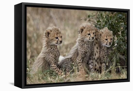 Three Cheetah (Acinonyx Jubatus) Cubs About a Month Old-James Hager-Framed Premier Image Canvas