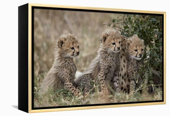 Three Cheetah (Acinonyx Jubatus) Cubs About a Month Old-James Hager-Framed Premier Image Canvas