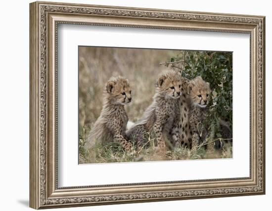 Three Cheetah (Acinonyx Jubatus) Cubs About a Month Old-James Hager-Framed Photographic Print