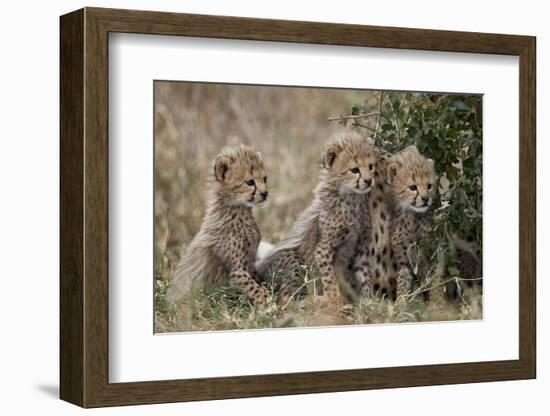 Three Cheetah (Acinonyx Jubatus) Cubs About a Month Old-James Hager-Framed Photographic Print