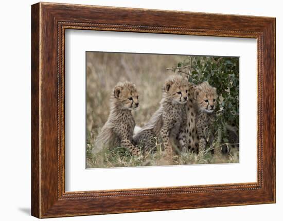 Three Cheetah (Acinonyx Jubatus) Cubs About a Month Old-James Hager-Framed Photographic Print