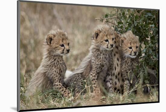 Three Cheetah (Acinonyx Jubatus) Cubs About a Month Old-James Hager-Mounted Photographic Print