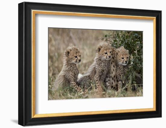 Three Cheetah (Acinonyx Jubatus) Cubs About a Month Old-James Hager-Framed Photographic Print