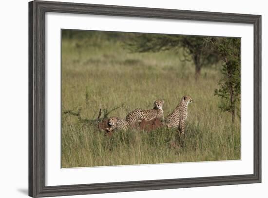 Three Cheetah (Acinonyx Jubatus), Serengeti National Park, Tanzania, East Africa, Africa-James Hager-Framed Photographic Print