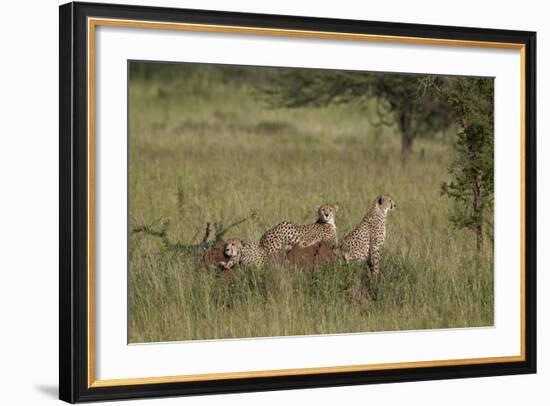 Three Cheetah (Acinonyx Jubatus), Serengeti National Park, Tanzania, East Africa, Africa-James Hager-Framed Photographic Print