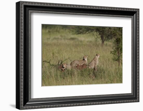 Three Cheetah (Acinonyx Jubatus), Serengeti National Park, Tanzania, East Africa, Africa-James Hager-Framed Photographic Print