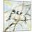 Three Chickadees in Spring Sq-Katrina Pete-Mounted Art Print