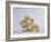 Three Chicks-DLILLC-Framed Photographic Print