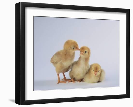 Three Chicks-DLILLC-Framed Photographic Print