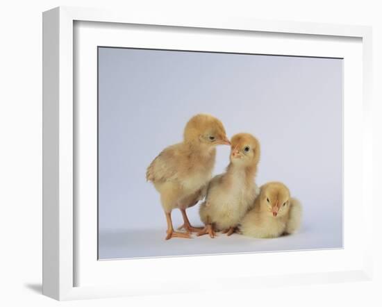 Three Chicks-DLILLC-Framed Photographic Print