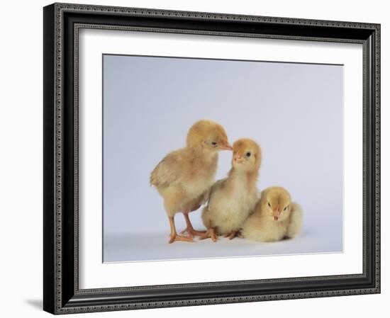 Three Chicks-DLILLC-Framed Photographic Print