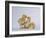 Three Chicks-DLILLC-Framed Photographic Print