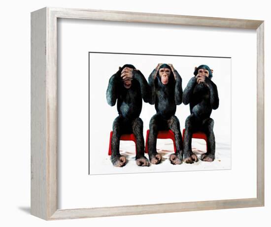 Three chimpanzees-Holger Scheibe-Framed Photographic Print