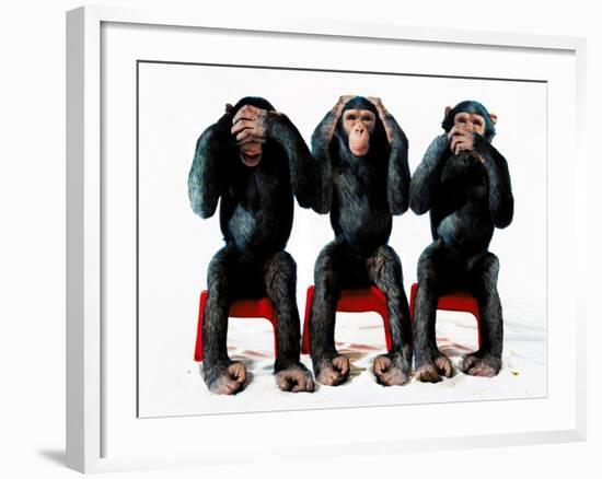 Three chimpanzees-Holger Scheibe-Framed Photographic Print