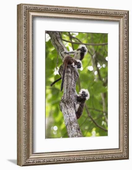 Three Cotton-top tamarins climbing tree, Northern Colombia-Suzi Eszterhas-Framed Photographic Print
