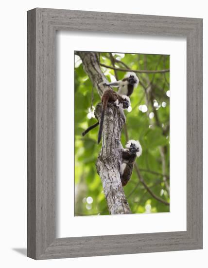 Three Cotton-top tamarins climbing tree, Northern Colombia-Suzi Eszterhas-Framed Photographic Print